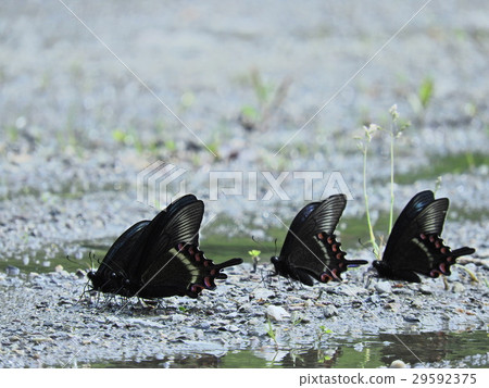 Miyama crows Group absorption of swallowtail (May 2016 Spring Ohno City, Fukui Prefecture) 29592375