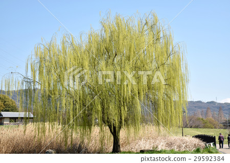 A canopy tree A canopy tree 29592384