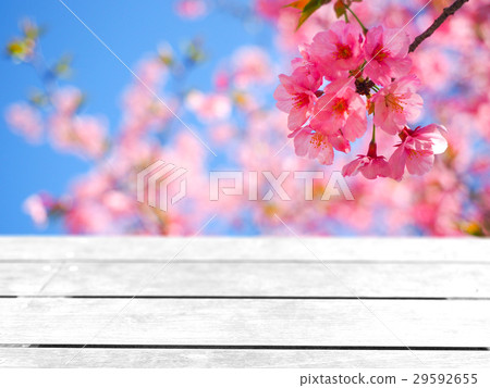 Sakura background Sakura background 29592655