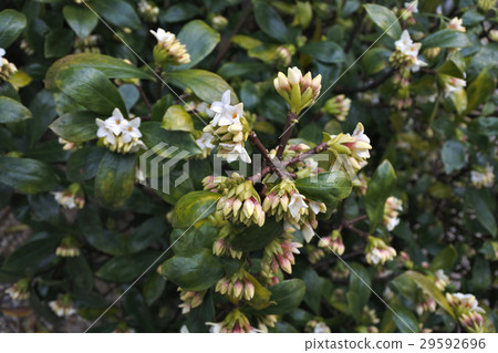 White flower dying flower that began to bloom White flower dying flower that began to bloom 29592696