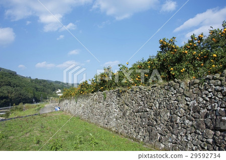 熊本的邁肯 29592734