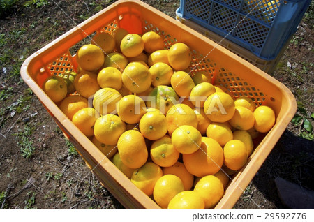Mikan of Kumamoto 29592776