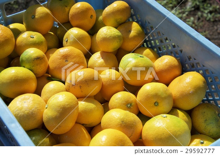 Mikan of Kumamoto 29592777