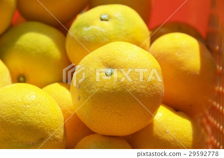 Mikan of Kumamoto Mikan of Kumamoto 29592778