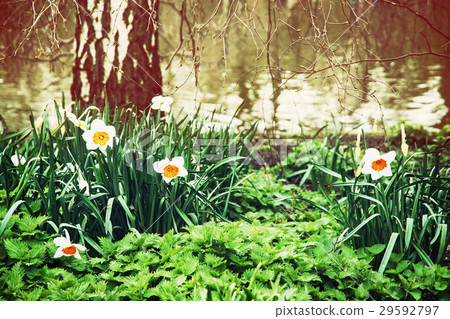 White daffodils, nettle, and birch, beauty filter 29592797