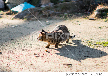 Cat  29593286