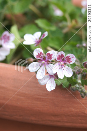 Pansy geranium Pansy geranium 29593331
