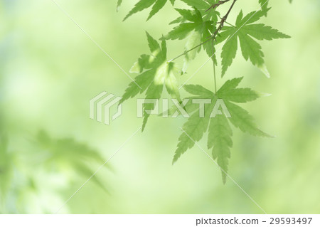 新的綠色Momiji東京·Mt. Takao 新的綠色Momiji東京·Mt. Takao 29593497