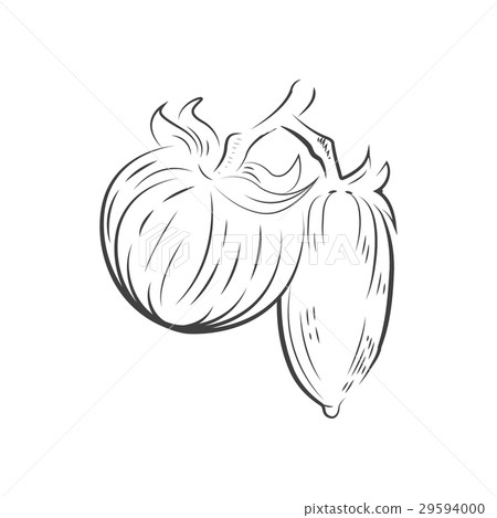 Tomato drawing icon vector Tomato drawing icon vector 29594000