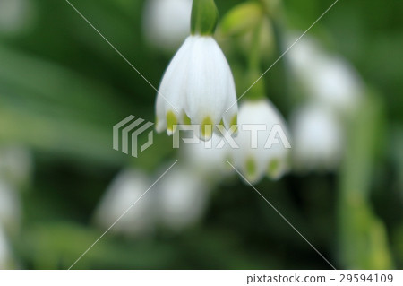 Suzuran Nenzo Suzuran Zui Sen 29594109