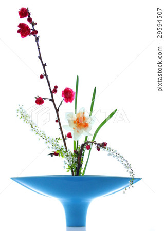 Yukiyanagi的桃子和黃水仙和花 29594507