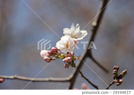 櫻桃芽和鮮花 29594637