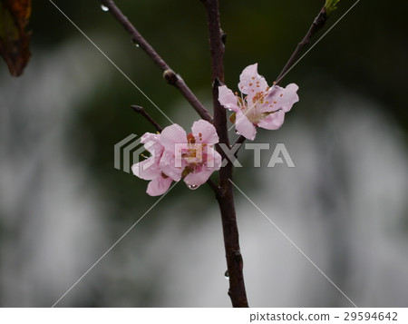 Cherry blossoms on rainy day 29594642
