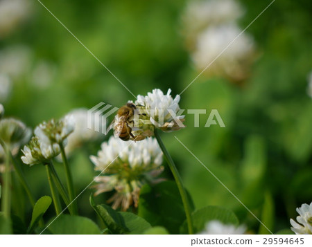 White clover and bees 29594645