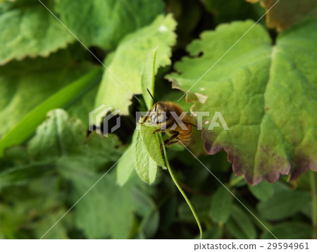 A bee 29594961