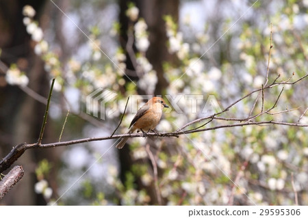 伯勞 伯勞 29595306