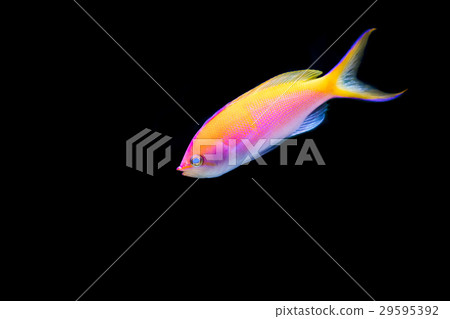 Pink Bartlett's Anthias with black background Pink Bartlett's Anthias with black background 29595392