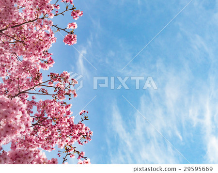 The vibrant pink spring scenery of Yokohama Hizakura cherry blossoms in bloom in Kannai, Yokohama. 29595669