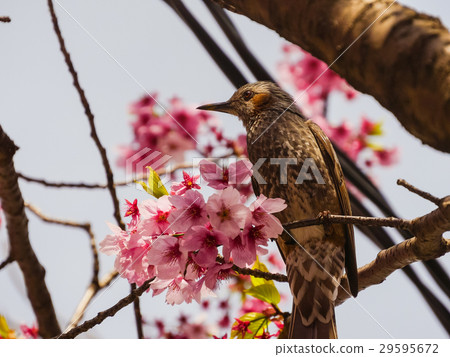 鬥牛犬橫濱Hiza Cr橫濱市神奈川縣 29595672