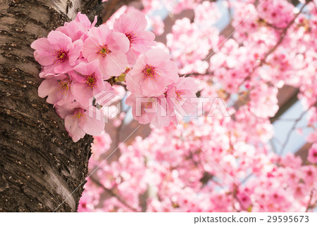 A close-up photograph of the vibrant pink blossoms of the Yokohama Hizakura cherry tree in Yokohama Park. A close-up photograph of the vibrant pink blossoms of the Yokohama Hizakura cherry tree in Yokohama Park. 29595673