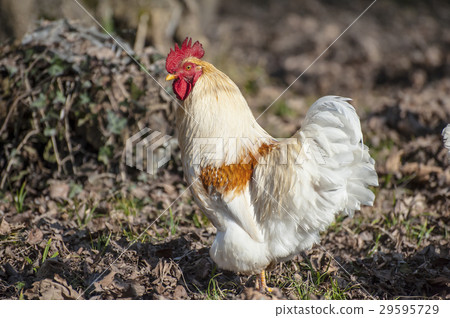 White rooster 29595729