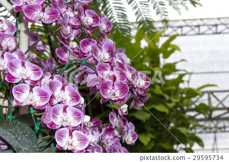 close-up Vanda Orchid Wanda - Queen of orchids, pu close-up Vanda Orchid Wanda - Queen of orchids, pu 29595734