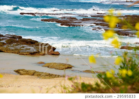 奄美春天海06 奄美春天海06 29595833