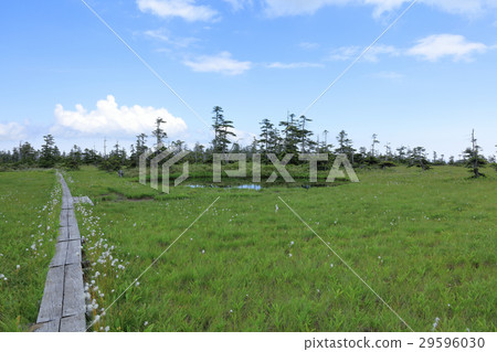 Matsuyama Marshland Ese Matsubunuma Matsuyama Marshland Ese Matsubunuma 29596030