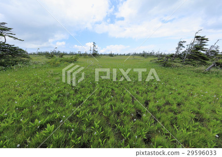 Matsuyama Mire Matsuyama Mire 29596033