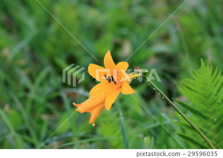 Rainy Ezokanzou 29596035