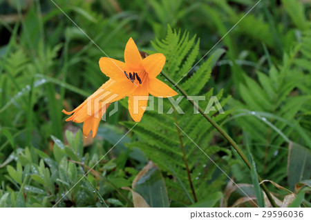 Rainy Ezokanzou 29596036