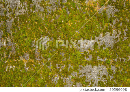 abstract backgrounds Green moss on a wall 29596098