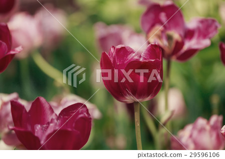 Tulips spring flowers 29596106