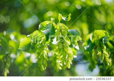 Green leaves background 29596107
