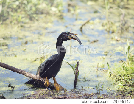 Anhinga downing a fish 29596142