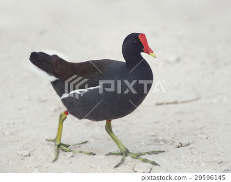 Common Gallinule walking 29596145