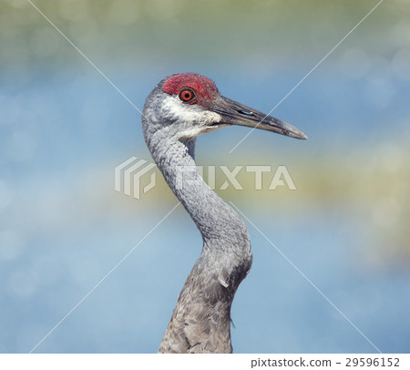 Sandhill Crane portrait 29596152