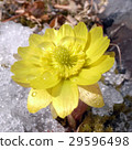 阿多尼斯 29596498
