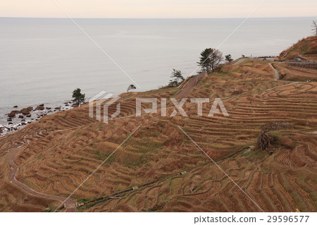 Scenery of a thousand sheets of Noto Peninsula Wajima white rice Scenery of a thousand sheets of Noto Peninsula Wajima white rice 29596577