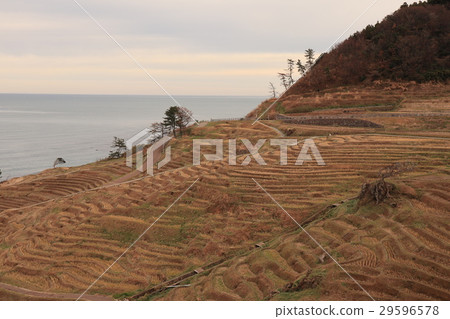 Scenery of a thousand sheets of Noto Peninsula Wajima white rice 29596578