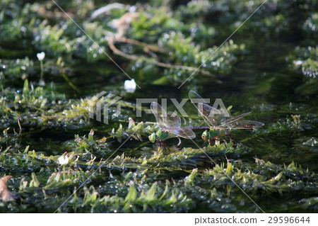 Spawning of Gin Yama Spawning of Gin Yama 29596644