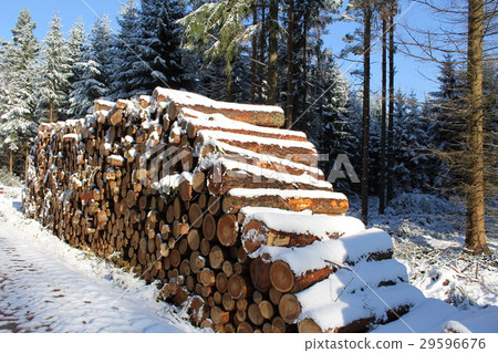woodpile in the winter forest with snow woodpile in the winter forest with snow 29596676