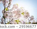 Cherry Blossoms	 29596677