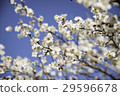 Plum blossom  29596678