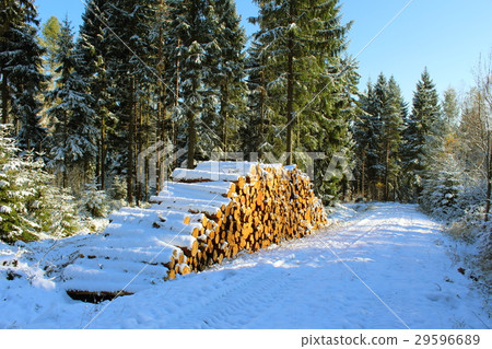 woodpile in the winter forest with snow woodpile in the winter forest with snow 29596689