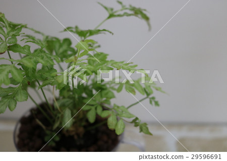 它會種植植物嗎? 它會種植植物嗎? 29596691