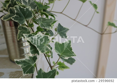 它會種植植物嗎? 它會種植植物嗎? 29596692