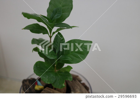 植物咖啡樹 植物咖啡樹 29596693