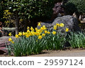 黃水仙在花園裡 29597124