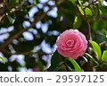 粉紅色的山茶花 29597125